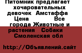 Питомник предлагает 2-хочаровательных девочек  Амстаффа › Цена ­ 25 000 - Все города Животные и растения » Собаки   . Смоленская обл.